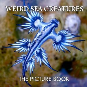 Faith, Shirley The Picture Book Weird Sea Creatures: Colorful Pages For All Ages Relaxation And Stress Relief Ideal Gift For Birthday (25 Premium Pictures With Names and Facts) Faith, Shirley The Picture Book Weird Sea Creatures: Colorful Pages For All Ages Relaxation And Stress Relief Ideal Gift For Birthday (25 Premium Pictures With Names and Facts)