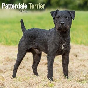 Avonside Publishing Ltd Patterdale Terrier 2026 Calendar Square Wall Calendar Dog Breed Gift Plastic Free Packaging by Avonside Publishing Avonside Publishing Ltd Patterdale Terrier 2026 Calendar Square Wall Calendar Dog Breed Gift Plastic Free Packaging by Avonside Publishing