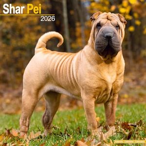 Avonside Publishing Ltd Shar Pei 2026 Calendar Square Wall Calendar Dog Breed Gift Plastic Free Packaging by Avonside Publishing Avonside Publishing Ltd Shar Pei 2026 Calendar Square Wall Calendar Dog Breed Gift Plastic Free Packaging by Avonside Publishing