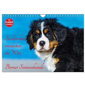 CALVENDO Seebärchen entdecken die Welt Berner Sennenhunde (Wandkalender 2024 DIN A4 quer), Monatskalender CALVENDO Seebärchen entdecken die Welt Berner Sennenhunde (Wandkalender 2024 DIN A4 quer), Monatskalender