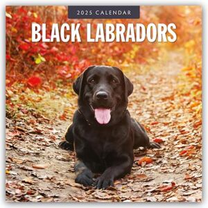 Browntrout Verlags GmbH Black Labradors 2025 Square Wall Calendar Browntrout Verlags GmbH Black Labradors 2025 Square Wall Calendar