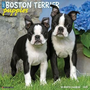 Willow Creek Press Boston Terrier Puppies 2025 Wall Willow Creek Press Boston Terrier Puppies 2025 Wall