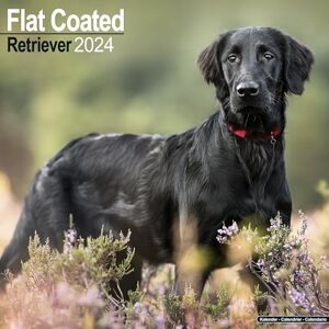AVONSIDE Flatcoated Retriever Calendar 2024 Square Dog Breed Wall Calendar 16 Month AVONSIDE Flatcoated Retriever Calendar 2024 Square Dog Breed Wall Calendar 16 Month