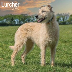 AVONSIDE Lurcher 2025 Square Wall Calendar Dog Breed Calendar AVONSIDE Lurcher 2025 Square Wall Calendar Dog Breed Calendar