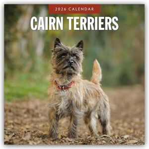 Red Robin Cairn Terriers 2026 Square Wall Calendar Red Robin Cairn Terriers 2026 Square Wall Calendar