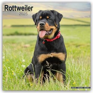 AVONSIDE Rottweiler 2025 Square Wall Calendar Dog Breed Calendar AVONSIDE Rottweiler 2025 Square Wall Calendar Dog Breed Calendar