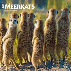 BrownTrout Meerkats 2025 12 x 24 Inch Monthly Square Wall Calendar Plastic-Free Wildlife Animals BrownTrout Meerkats 2025 12 x 24 Inch Monthly Square Wall Calendar Plastic-Free Wildlife Animals