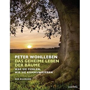 Wohlleben, Peter Das geheime Leben der Bäume: Was sie fühlen, wie sie kommunizieren. Der Bildband. Mit dem vollständigen Text der Originalausgabe Wohlleben, Peter Das geheime Leben der Bäume: Was sie fühlen, wie sie kommunizieren. Der Bildband. Mit dem vollständigen Text der Originalausgabe