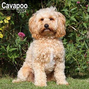 AVONSIDE Cavapoo Calendar 2024 Square Dog Breed Wall Calendar 16 Month AVONSIDE Cavapoo Calendar 2024 Square Dog Breed Wall Calendar 16 Month