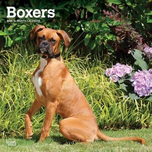 BrownTrout Boxers International Edition 2025 12 x 24 Inch Monthly Square Wall Calendar Plastic-Free Animals Dog Breeds BrownTrout Boxers International Edition 2025 12 x 24 Inch Monthly Square Wall Calendar Plastic-Free Animals Dog Breeds