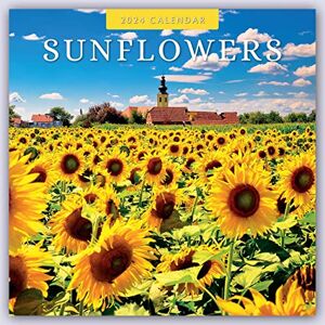 Red Robin Publishing Ltd. Sunflowers 2024 Square Wall Calendar Red Robin Publishing Ltd. Sunflowers 2024 Square Wall Calendar
