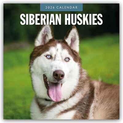 Red Robin Siberian Huskies 2026 Square Wall Calendar Red Robin Siberian Huskies 2026 Square Wall Calendar