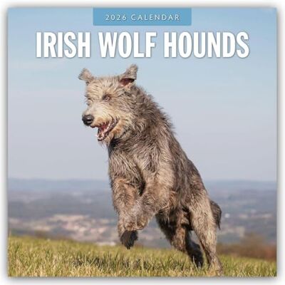 Red Robin Irish Wolf Hounds 2026 Square Wall Calendar Red Robin Irish Wolf Hounds 2026 Square Wall Calendar