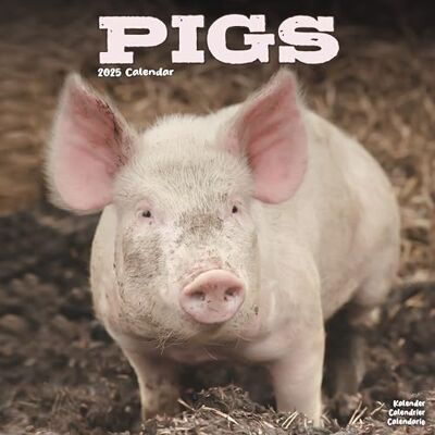 AVONSIDE Pigs 2025 Square Wall Calendar Animal, Wildlife, Farm Calendar ENGLISH EDITION AVONSIDE Pigs 2025 Square Wall Calendar Animal, Wildlife, Farm Calendar ENGLISH EDITION