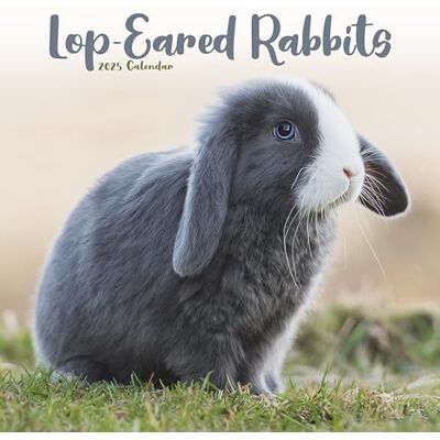AVONSIDE Rabbits Lop Eared 2025 Square Wall Calendar Animal, Wildlife Calendar ENGLISH EDITION AVONSIDE Rabbits Lop Eared 2025 Square Wall Calendar Animal, Wildlife Calendar ENGLISH EDITION