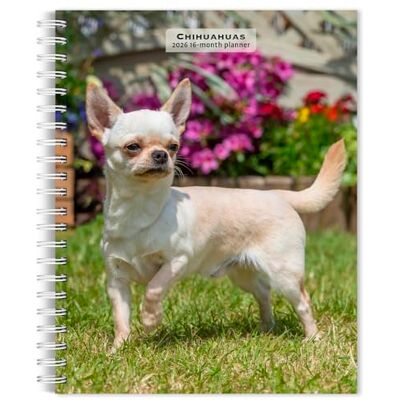 Publishers, Browntrout Chihuahuas 2026 6 x 7.75 Inch Spiral-Bound Wire-O Weekly Engagement Planner Calendar New Full-Color Image Every Week BrownTrout Animals Small Dog Breeds Publishers, Browntrout Chihuahuas 2026 6 x 7.75 Inch Spiral-Bound Wire-O Weekly Engagement Planner Calendar New Full-Color Image Every Week BrownTrout Animals Small Dog Breeds