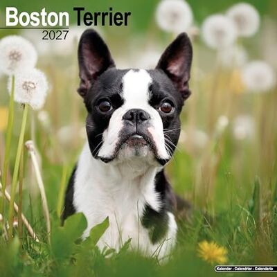 Avonside Publishing Ltd Boston Terrier 2027 Calendar Square Wall Calendar Dog Breed Gift Plastic Free Packaging by Avonside Publishing Avonside Publishing Ltd Boston Terrier 2027 Calendar Square Wall Calendar Dog Breed Gift Plastic Free Packaging by Avonside Publishing