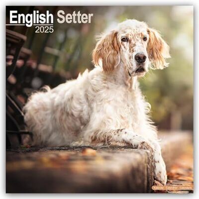 AVONSIDE English Setter 2025 Square Wall Calendar Dog Breed Calendar AVONSIDE English Setter 2025 Square Wall Calendar Dog Breed Calendar
