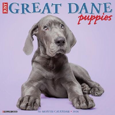 Willow Creek Press Great Dane Puppies 2026 12 X 12 Wall Calendar Willow Creek Press Great Dane Puppies 2026 12 X 12 Wall Calendar