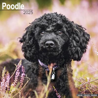 Avonside Publishing Ltd Poodle 2025 Square Wall Calendar Dog Breed Calendar Avonside Publishing Ltd Poodle 2025 Square Wall Calendar Dog Breed Calendar
