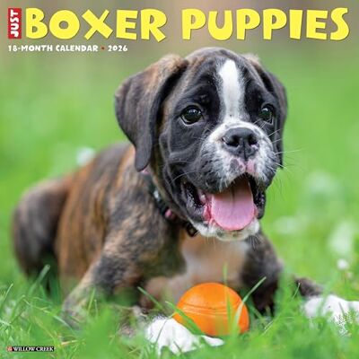 Willow Creek Press Boxer Puppies 2026 12 X 12 Wall Calendar Willow Creek Press Boxer Puppies 2026 12 X 12 Wall Calendar