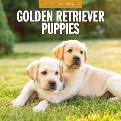 Red Robin Golden Retrievers 2026 Square Wall Calendar Red Robin Golden Retrievers 2026 Square Wall Calendar