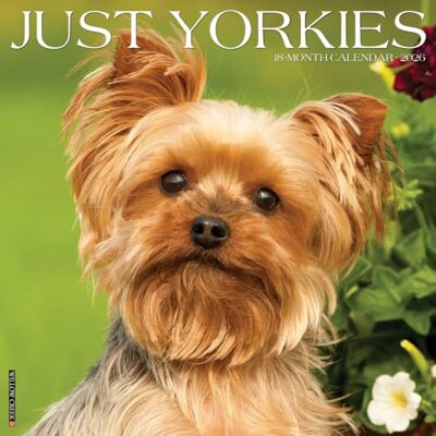 Willow Creek Press Yorkies 2026 Wall Calendar Willow Creek Press Yorkies 2026 Wall Calendar