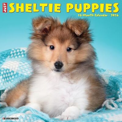 Willow Creek Press Sheltie Puppies 2026 12 X 12 Wall Calendar Willow Creek Press Sheltie Puppies 2026 12 X 12 Wall Calendar