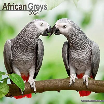 AVONSIDE African Greys Calendar 2024 Square Bird Wall Calendar 16 Month AVONSIDE African Greys Calendar 2024 Square Bird Wall Calendar 16 Month