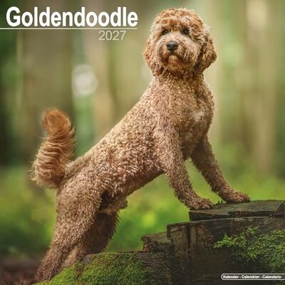 Avonside Publishing Ltd Goldendoodle 2027 Calendar Square Wall Calendar Dog Breed Gift Plastic Free Packaging by Avonside Publishing Avonside Publishing Ltd Goldendoodle 2027 Calendar Square Wall Calendar Dog Breed Gift Plastic Free Packaging by Avonside Publishing