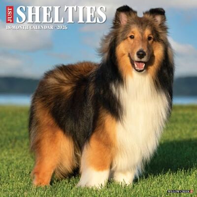 Willow Creek Press Shelties 2026 Wall Calendar Willow Creek Press Shelties 2026 Wall Calendar