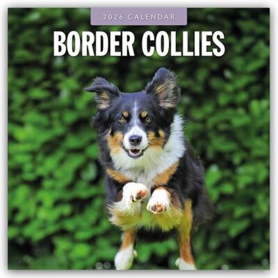Red Robin Border Collies 2026 Square Wall Calendar Red Robin Border Collies 2026 Square Wall Calendar