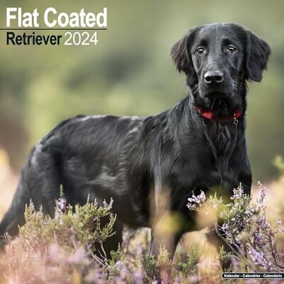 AVONSIDE Flatcoated Retriever Calendar 2024 Square Dog Breed Wall Calendar 16 Month AVONSIDE Flatcoated Retriever Calendar 2024 Square Dog Breed Wall Calendar 16 Month