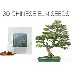 Yugen Bonsai 30 Chinese Elm Bonsai Seeds   Ulmus Parvifolia   Growing Guide   Grow Your Own B
