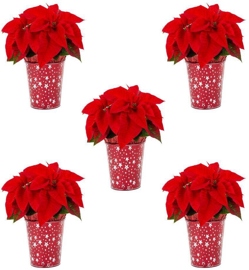 METROLINA GREENHOUSES 1 Qt. Live Red Christmas Poinsettia Plant for Indoor Giftable Holiday Decor in Decorative White Star Tin (5-Pack)