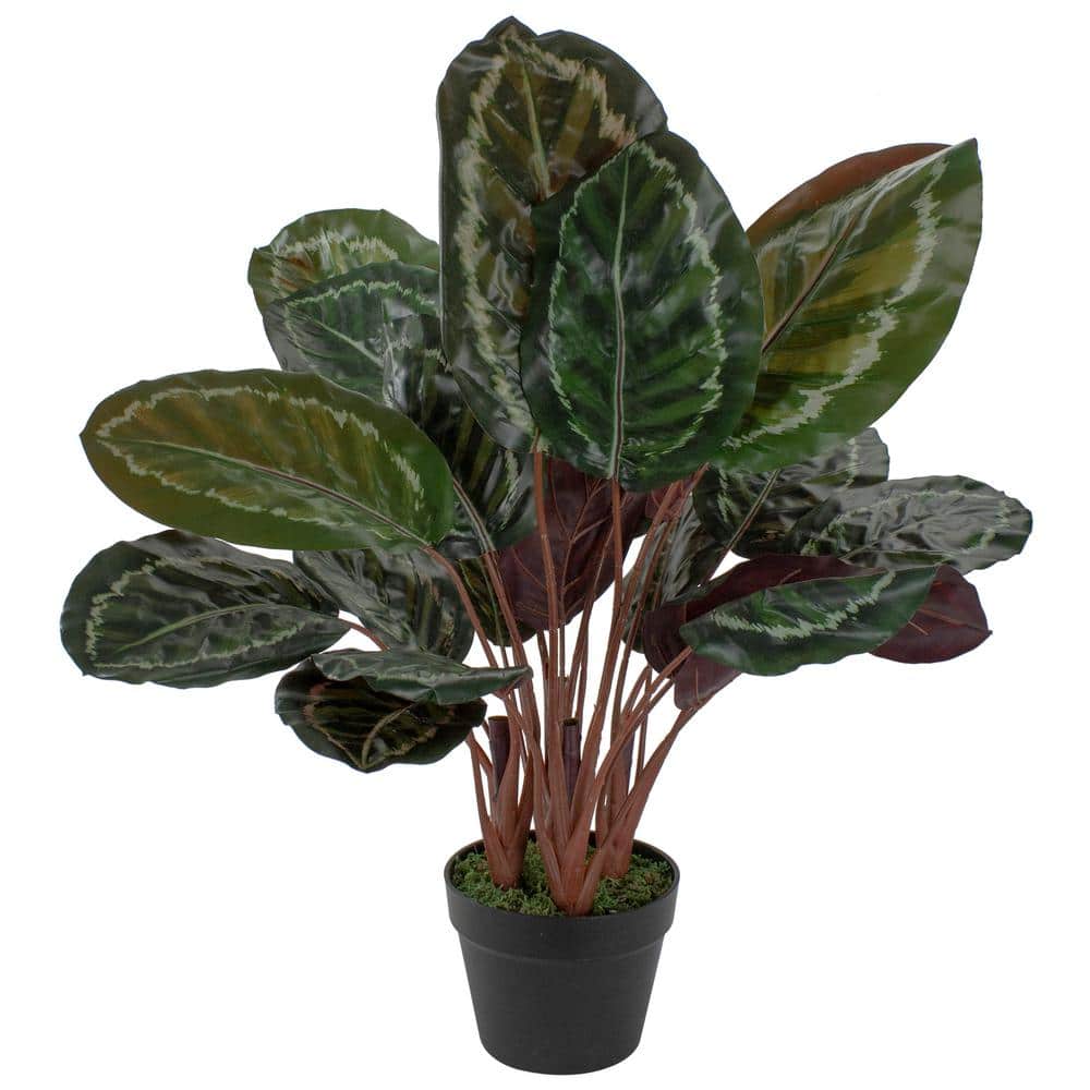 Northlight 30" Artificial Large Green Leaf Calatheas Potted Plant