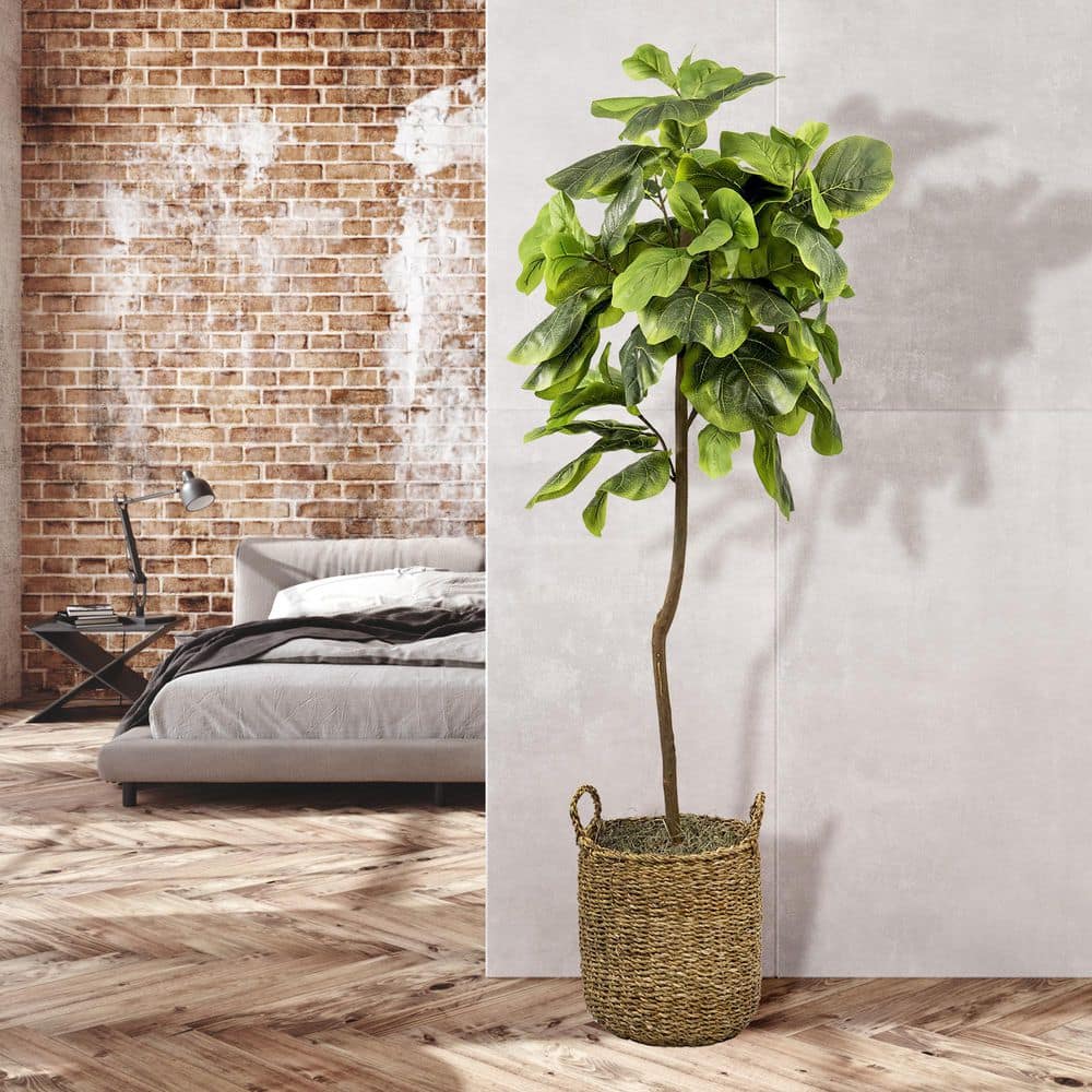 LCG SALES 5 ft. Fig Tree in Handled Basket