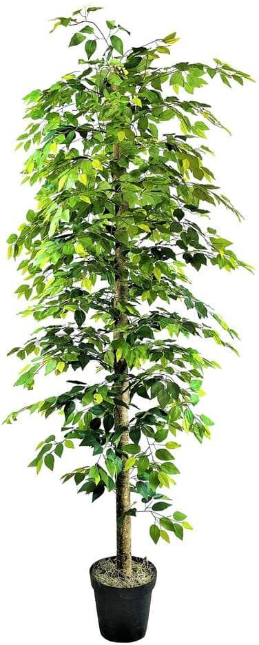 LCG SALES 10 ft. Ficus Tree in Growers Pot