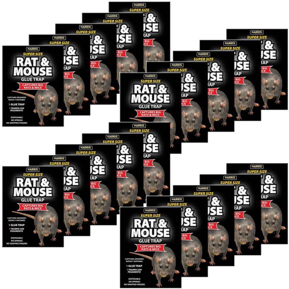 Harris Rat and Mouse Glue Trap Super-Size (20-Pack)