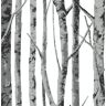 NextWall Birch Trees Monochrome Botanical Vinyl Peel & Stick Wallpaper Roll (Covers 30.75 Sq. Ft.)