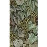 Walls Republic Green Bold Living Walls Botanical Shelf Liner Non-Woven Wallpaper Non-Pasted (57 sq. ft.) Double Roll