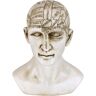 Design Toscano Phrenology the Science of the Brain Victorian Replica Novelty Statue