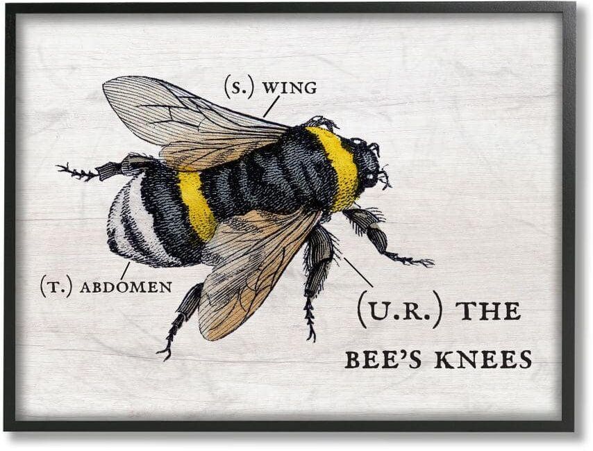 Stupell Industries Anatomy of Honey Bee Pun Charming Bee's Knees by Daphne Polselli Framed Animal Wall Art Print 24 in. x 30 in.