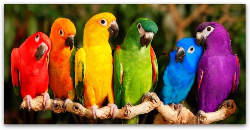 Trademark Fine Art Rainbow Parrots by Mike Jones Photo Floater Frame Animal Wall Art 10 in. x 19 in.