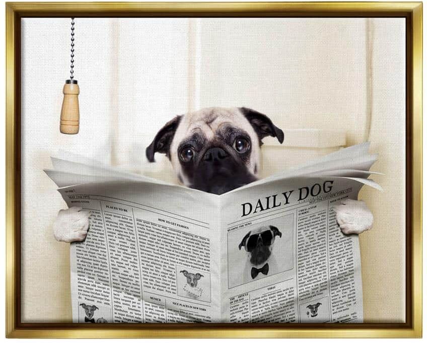 The Stupell Home Decor Collection Pug Reading Newspaper in Bathroom by In House Floater Frame Animal Wall Art Print 21 in. x 17 in.