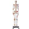 VEVOR Human Skeleton Model for Anatomy, 71.65 in. Life Size, Accurate PVC Anatomy Skeleton Model with Ligaments, Movable Arms