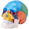 VEVOR Human Skull Model, 8-Parts Brain and 3-Parts Skull, Life-Size Painted Anatomy Skull Model, PVC Anatomical Skull