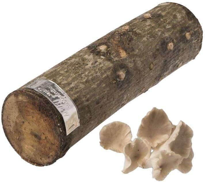 12 in. Oyster Mushroom Log