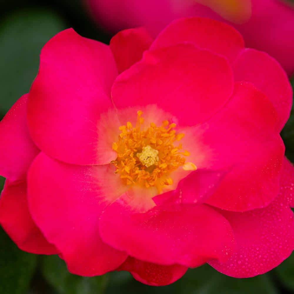 BLOOMABLES 2 Qt.  Brick House Pink Rose Bush with Fluorescent Pink Flowers in Stadium Pot