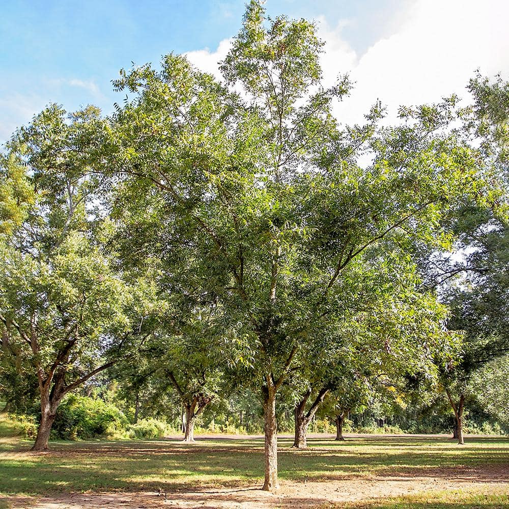 5 Gal. Pawnee Pecan Tree